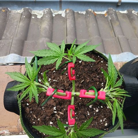Chocolate Mint O.G.  #SpiderFarm          #Auto  growlog timeline photo