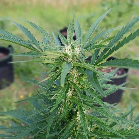Banana Kush Cake #Automatic growlog timeline photo