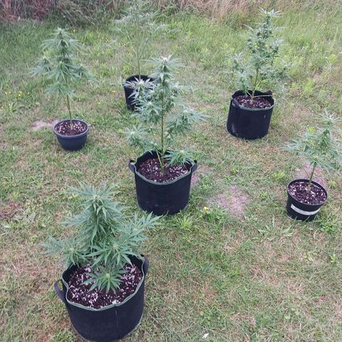 Banana Kush Cake #Automatic growlog timeline photo
