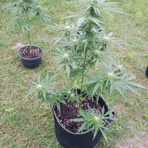 Banana Kush Cake #Automatic growlog timeline photo