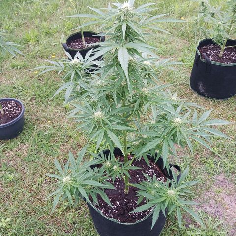 Banana Kush Cake #Automatic growlog timeline photo