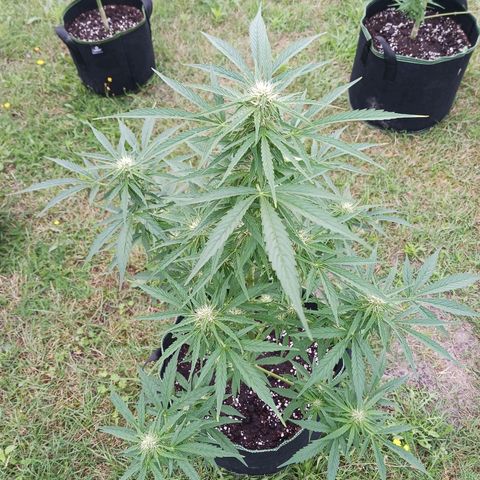 Banana Kush Cake #Automatic growlog timeline photo