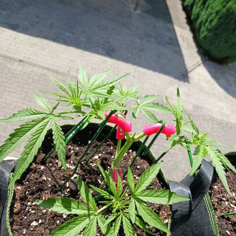 Chocolate Mint O.G.  #SpiderFarm          #Auto  growlog timeline photo