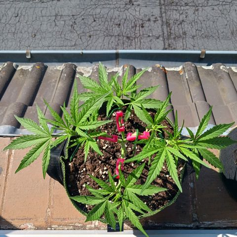 Chocolate Mint O.G.  #SpiderFarm          #Auto  growlog timeline photo
