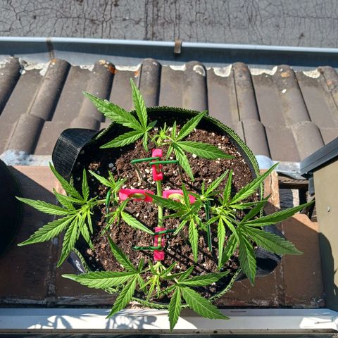 Chocolate Mint O.G.  #SpiderFarm          #Auto  growlog timeline photo