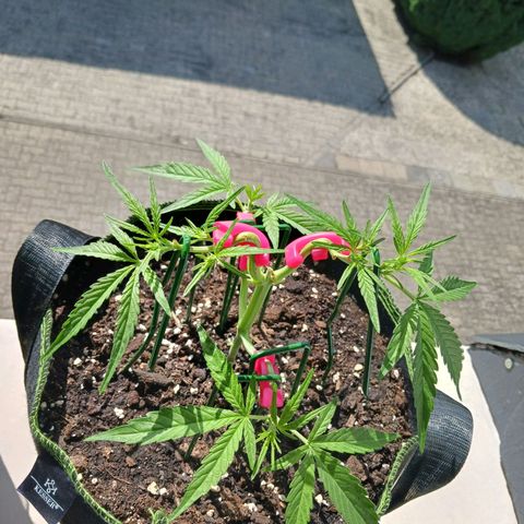 Chocolate Mint O.G.  #SpiderFarm          #Auto  growlog timeline photo