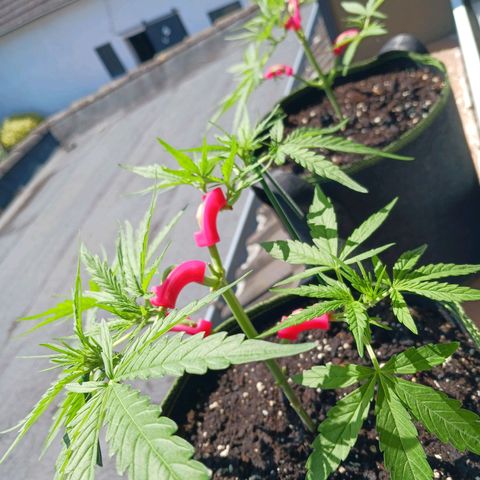 Chocolate Mint O.G.  #SpiderFarm          #Auto  growlog timeline photo