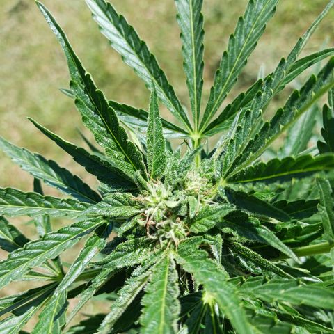 Banana Kush Cake #Automatic growlog timeline photo