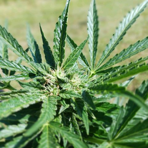 Banana Kush Cake #Automatic growlog timeline photo