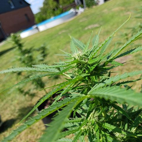 Banana Kush Cake #Automatic growlog timeline photo