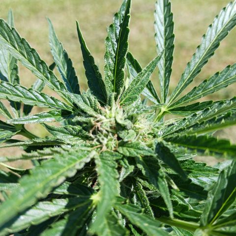 Banana Kush Cake #Automatic growlog timeline photo