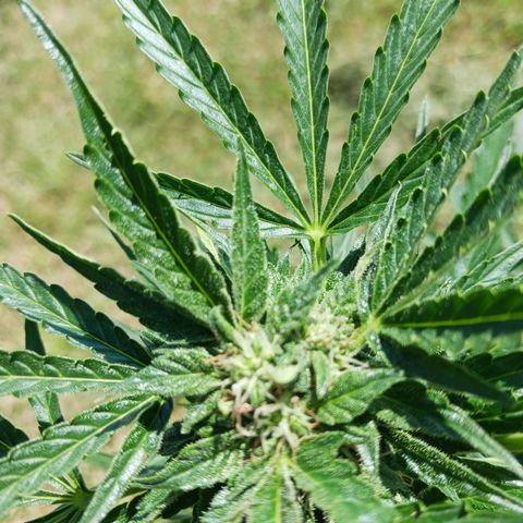 Banana Kush Cake #Automatic growlog timeline photo