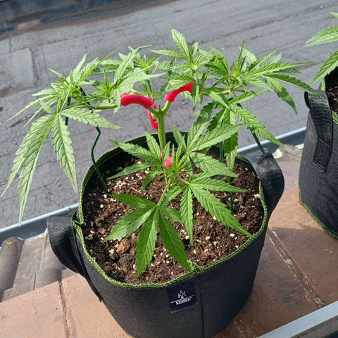 Chocolate Mint O.G.  #SpiderFarm          #Auto  growlog timeline photo