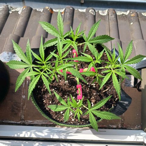 Chocolate Mint O.G.  #SpiderFarm          #Auto  growlog timeline photo