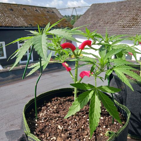 Chocolate Mint O.G.  #SpiderFarm          #Auto  growlog timeline photo