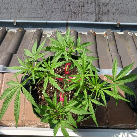 Chocolate Mint O.G.  #SpiderFarm          #Auto  growlog timeline photo