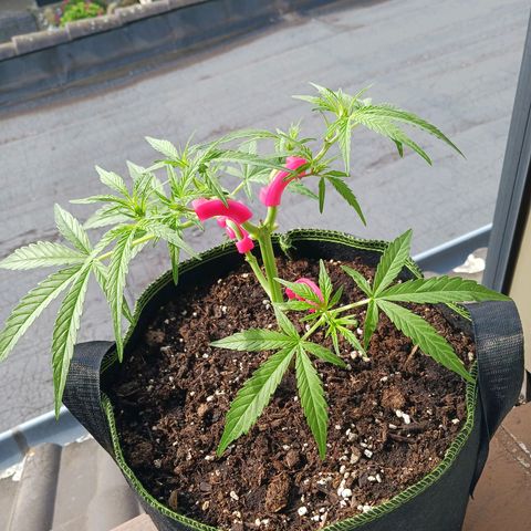 Chocolate Mint O.G.  #SpiderFarm          #Auto  growlog timeline photo