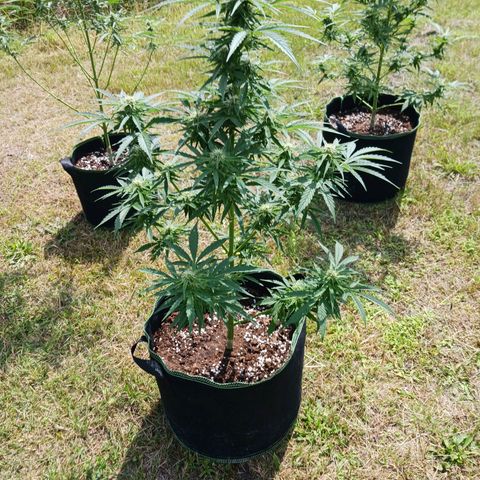 Banana Kush Cake #Automatic growlog timeline photo