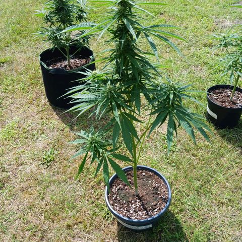 Banana Kush Cake #Automatic growlog timeline photo