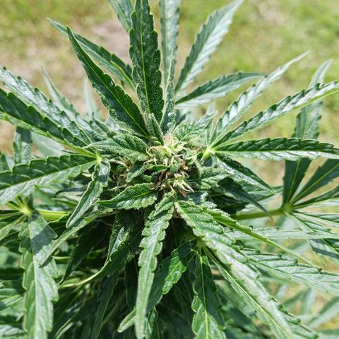 Banana Kush Cake #Automatic growlog timeline photo