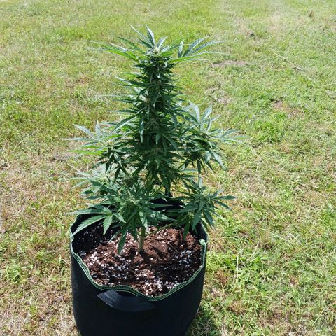 Banana Kush Cake #Automatic growlog timeline photo