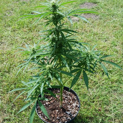 Banana Kush Cake #Automatic growlog timeline photo