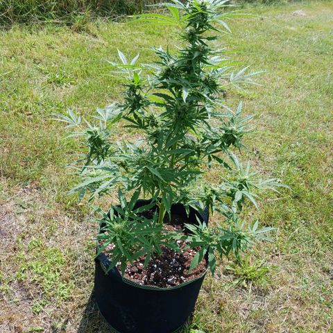 Banana Kush Cake #Automatic growlog timeline photo
