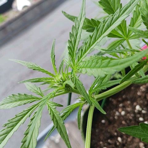 Chocolate Mint O.G.  #SpiderFarm          #Auto  growlog timeline photo