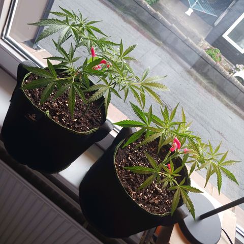Chocolate Mint O.G.  #SpiderFarm          #Auto  growlog timeline photo