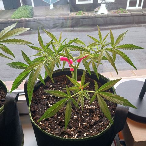 Chocolate Mint O.G.  #SpiderFarm          #Auto  growlog timeline photo