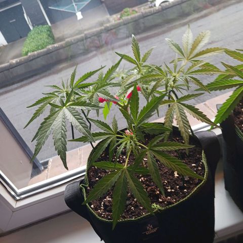Chocolate Mint O.G.  #SpiderFarm          #Auto  growlog timeline photo