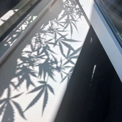 Chocolate Mint O.G.  #SpiderFarm          #Auto  growlog timeline photo