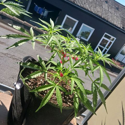 Chocolate Mint O.G.  #SpiderFarm          #Auto  growlog timeline photo