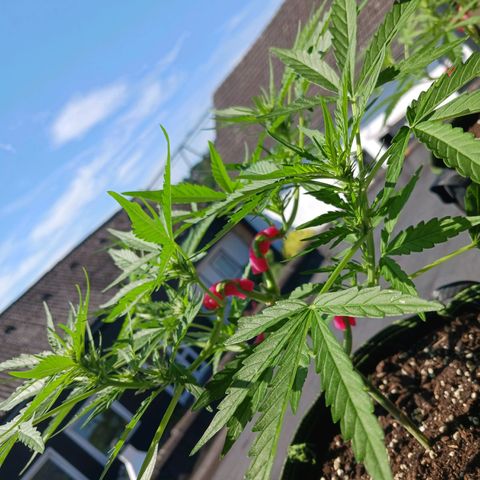 Chocolate Mint O.G.  #SpiderFarm          #Auto  growlog timeline photo