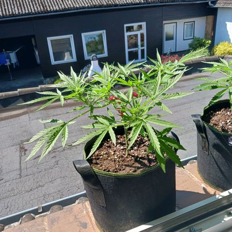 Chocolate Mint O.G.  #SpiderFarm          #Auto  growlog timeline photo