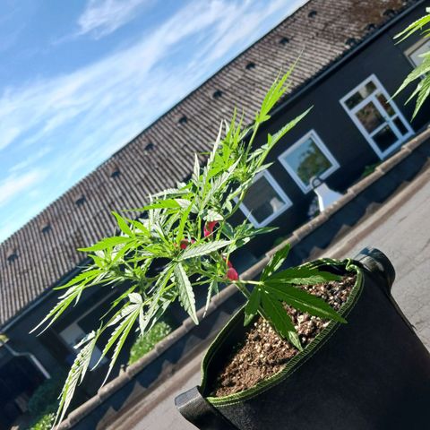 Chocolate Mint O.G.  #SpiderFarm          #Auto  growlog timeline photo