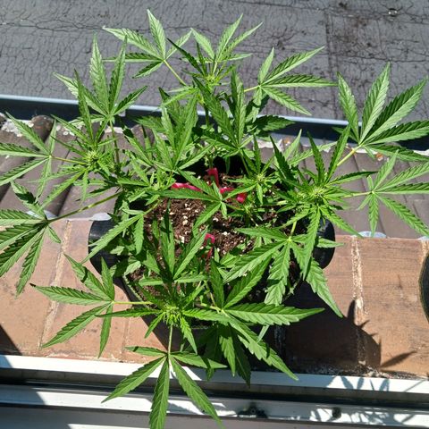 Chocolate Mint O.G.  #SpiderFarm          #Auto  growlog timeline photo