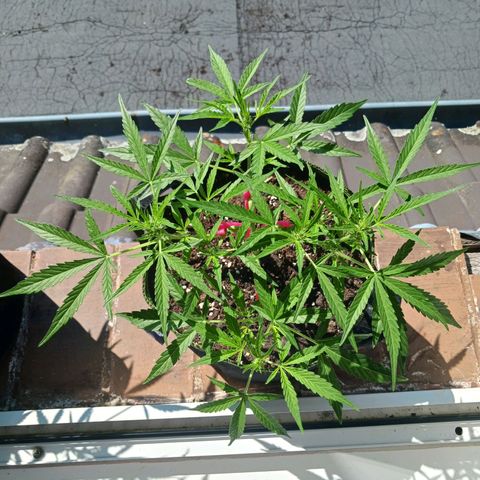 Chocolate Mint O.G.  #SpiderFarm          #Auto  growlog timeline photo