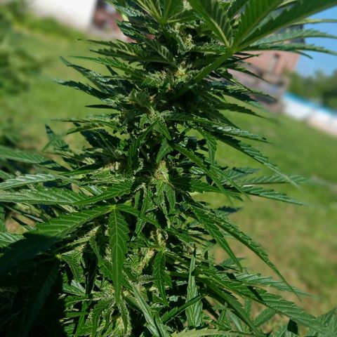 Banana Kush Cake #Automatic growlog timeline photo