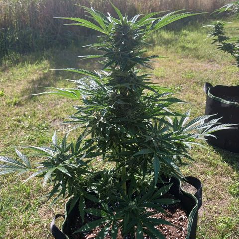 Banana Kush Cake #Automatic growlog timeline photo