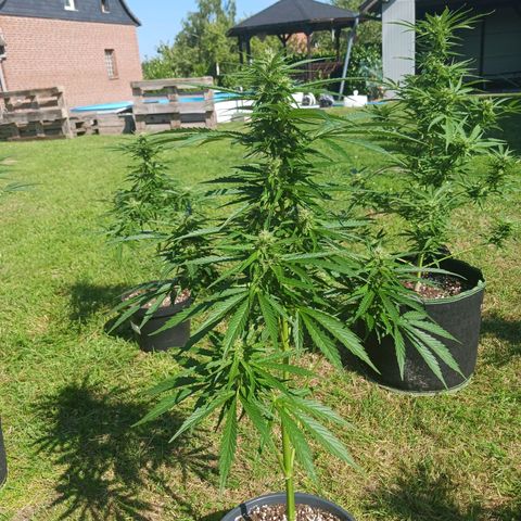 Banana Kush Cake #Automatic growlog timeline photo