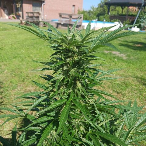 Banana Kush Cake #Automatic growlog timeline photo