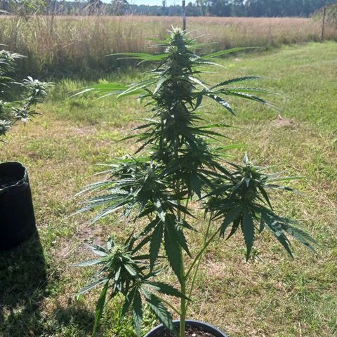 Banana Kush Cake #Automatic growlog timeline photo
