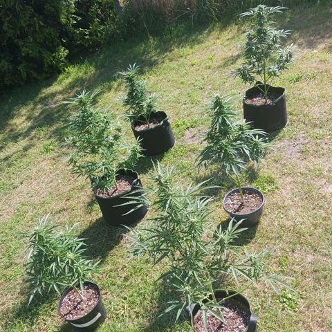 Banana Kush Cake #Automatic growlog timeline photo