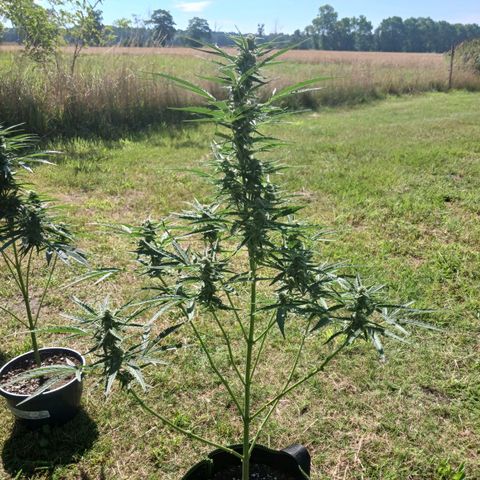 Banana Kush Cake #Automatic growlog timeline photo