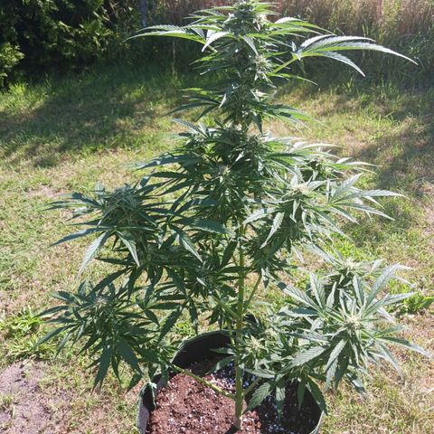 Banana Kush Cake #Automatic growlog timeline photo