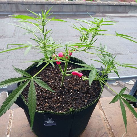 Chocolate Mint O.G.  #SpiderFarm          #Auto  growlog timeline photo
