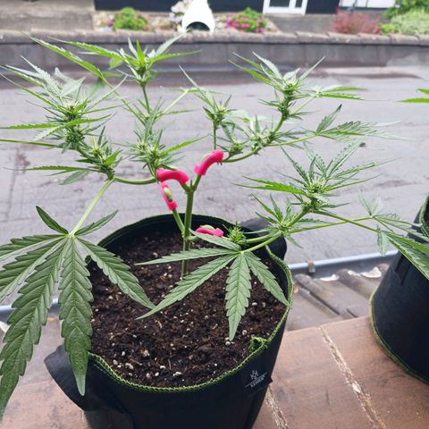 Chocolate Mint O.G.  #SpiderFarm          #Auto  growlog timeline photo