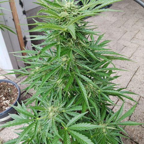 Banana Kush Cake #Automatic growlog timeline photo