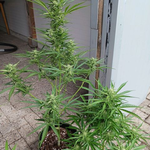 Banana Kush Cake #Automatic growlog timeline photo